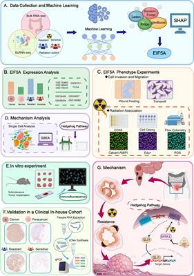 Deciphering colorectal cancer radioresistance and immune microrenvironment: unraveling the role of EIF5A through single-cell RNA sequencing and machine learning